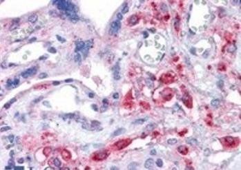 Goat anti-SLC7A11 Antibody