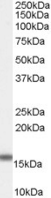 FABP2 Antibody