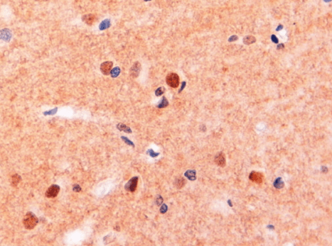 Goat anti-ITGAM / CD11B Antibody