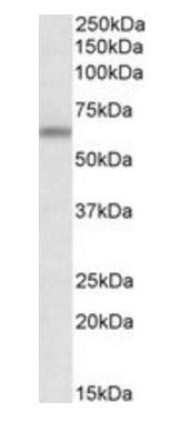 ATG16L1 Antibody