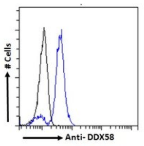 DDX58 Antibody