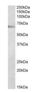 TRAF3IP2 Antibody