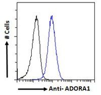 Goat anti-Adenosine A1 receptor Antibody
