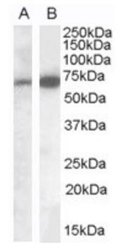 CADM4 (C Terminus) Antibody