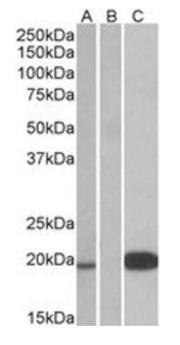 Goat anti-Urocortin 3 Antibody
