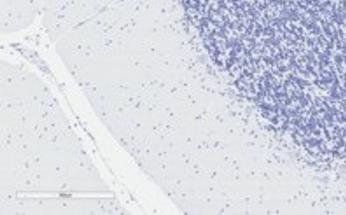 D-amino-acid oxidase Antibody