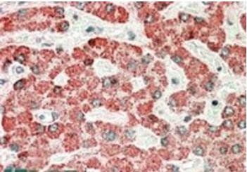 Goat anti-APOL6 (N Terminus) Antibody