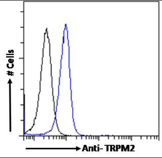 TRPM2 Antibody