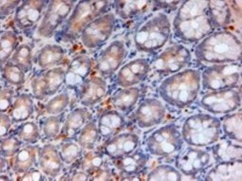 apolipoprotein A-IV (mouse) Antibody