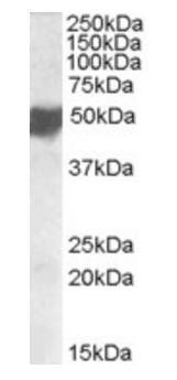 Goat anti-CLMP Antibody