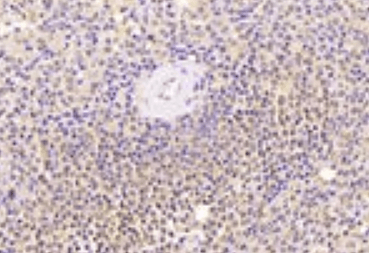 Thrombospondin Antibody