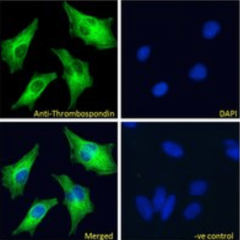 Thrombospondin Antibody