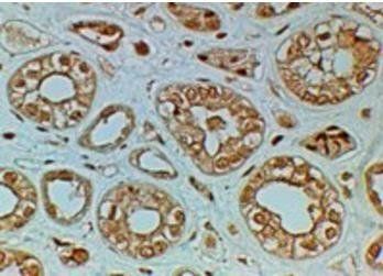 FZD4 Antibody
