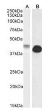 Connexin 43/GJA1 Antibody