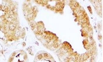 Goat anti-EDG3 Antibody