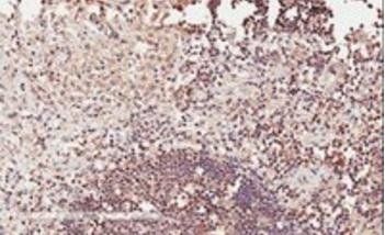 Goat anti-ICOS Antibody