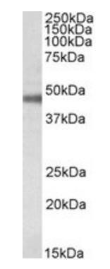 ATP1B1 Antibody
