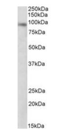 DTX3 Antibody