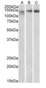 Goat Stromal antigen 2 / STAG2 Antibody