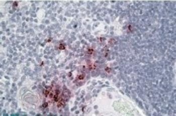 Goat anti-DEFA1/3 precursor Antibody