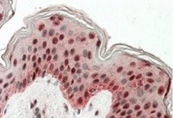 Goat anti-Cystatin 8 (aa 100-112) Antibody