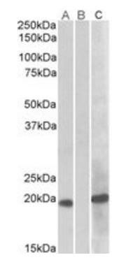 HOXA1 Antibody