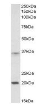 HOXA9 (aa49-60) Antibody
