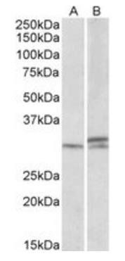 HOXA9 (aa37-50) Antibody