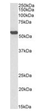 ALDH2, Biotinylated Antibody