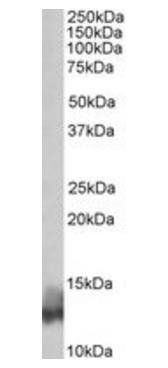 Phospholamban/PLN Antibody