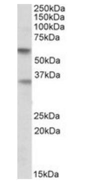 Goat anti-SIGLEC6 Antibody