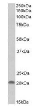 SPINT2 Antibody
