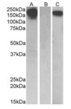 CSF1R (aa 700-710) Antibody