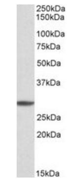 PSMA4 Antibody