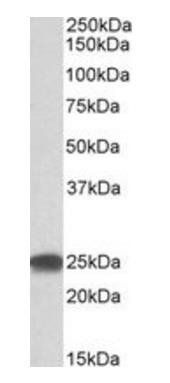 PSMB4 Antibody