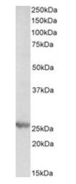 PSMB4 (aa230-239) Antibody