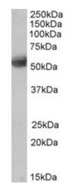 Goat anti-SEPT4 (aa33-44) Antibody