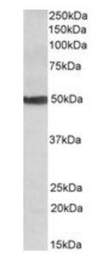 CYP24A1 Antibody