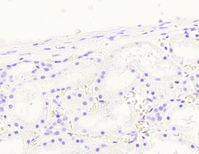 Goat anti-NOX1 Antibody