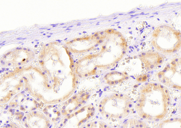 Goat anti-NOX1 Antibody