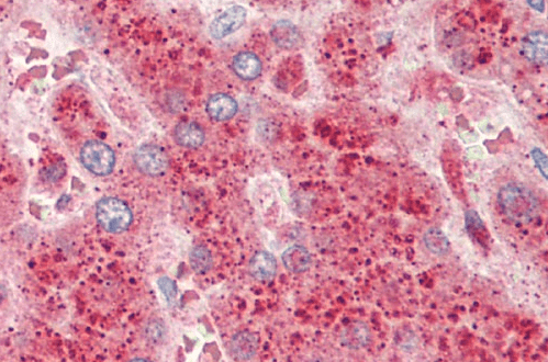 Crot (rat) (aa178-199) Antibody