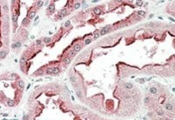 SDF4 (aa161-175) Antibody