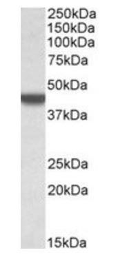 Goat anti-APOBEC3D (aa61-74) Antibody