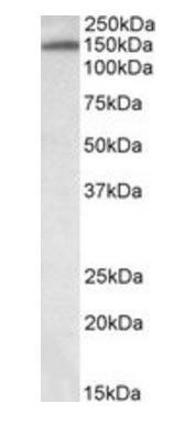 Goat anti-ITIH4 (aa890-903) Antibody