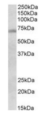 Goat anti-Dbf4 (mouse) Antibody