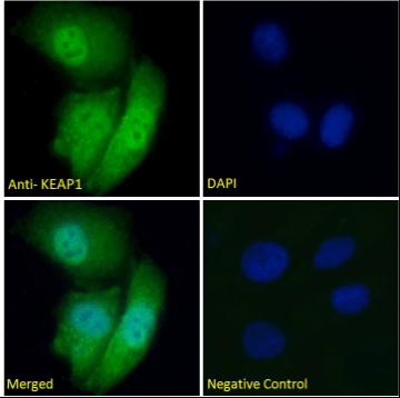KEAP1 (aa41-53) Antibody