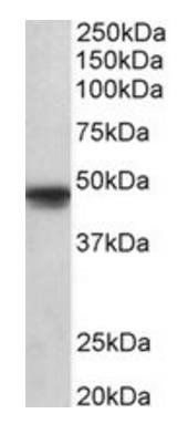 OCT6 (aa192-204) Antibody