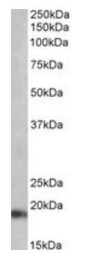Atrial natriuretic factor Antibody