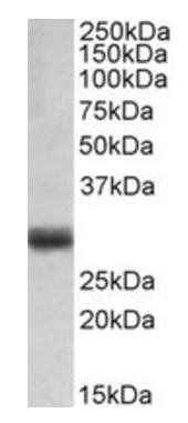 Goat anti-FGF5 (isoform1) Antibody