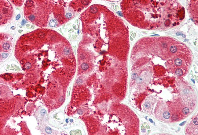Goat anti-FGF5 (isoform1) Antibody